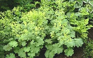 Lady s Mantle
