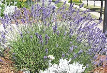 Lavender