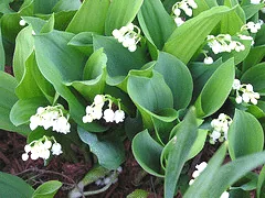Lily of the Valley