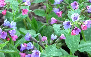Lungwort