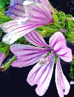 Malva Sylvestris
