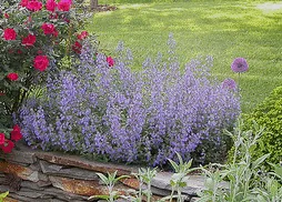 Nepata Walker s Low Catmint