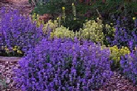 Nepeta Blue Wonder Catmint2
