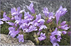 Penstemon davisonii