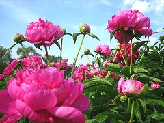 Hardy Perennial Peony