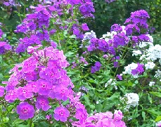 Phlox