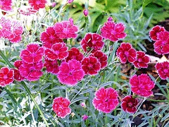 Dianthus plumarius Gold Dust
