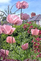 Poppy
