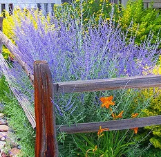 Russian Sage Blue Spires Golden Privet Orange Daylily