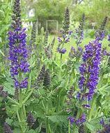 Salvia May Night