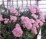 Sedum Stonecrop Autumn Joy