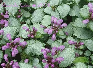 Lamium Maculatum Beacon Silver