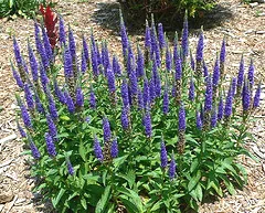 Veronica Spicata Royal Candles