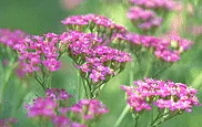 Pink Yarrow