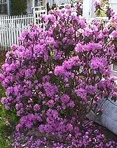 Rhododendron PJM