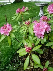 Rhododendron 'Haaga' with clusters of pink flowers in a lawn beside a birdbath