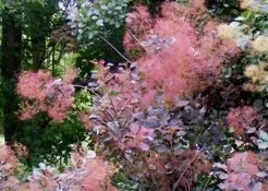 Smokebush in bloom by Midwest Gardening