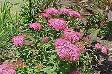 'Anthony Waterer' Spirea