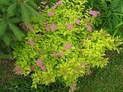 Gold Flame Spirea