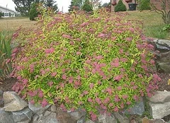 Goldmound Spirea
