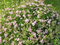 Little Princess Spirea