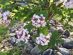 Korean Spice Viburnum