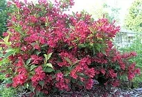 Weigela Red Prince