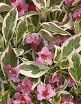 Weigela My Monet