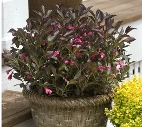 Weigela Wine and Roses