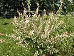 Flamingo Willow