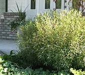 Salix purpurea 'Nana' Dwarf Blue Leaf Arctic Willow