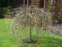 Salix caprea 'Kilmarnock'