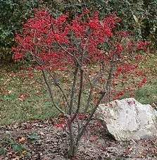 Ilex verticillata 'Sparkleberry'
