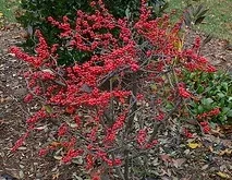 Ilex verticillata 'Red Sprite'