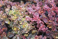 Euonymus fortunei 'Emerald and Gold' winter color