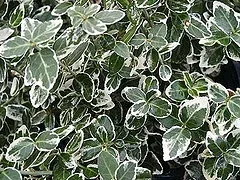 Close-up of Euonymus 'Emerald Gaiety' leaves: deep green with bright white edges