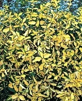 Blondy Wintercreeper Euonymus