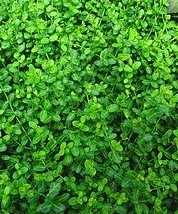Euonymus fortunei 'Kewensis'