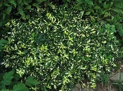 Euonymus fortunei 'Moonshadow'
