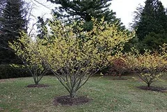 Witch Hazel