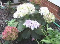 Hydrangea macrophylla Blushing Bride