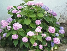 Hydrangea Endless Summer