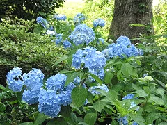 Hydrangea Nikko Blue