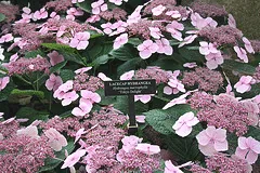 Hydrangea Lacecap Tokyo Delight