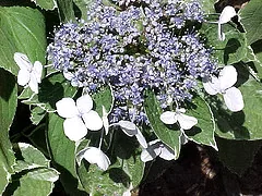 Hydrangea Lacecap Mariesii