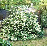 Hydrangea quercifolia Snow Queen