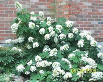 Hydrangea quercifolia Pee Wee