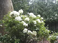 Hydrangea paniculata PeeGee