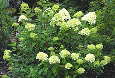 Hydrangea paniculata Limelight