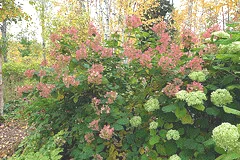 Hydrangea paniculata Pink Diamond